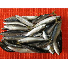 Fresh Frozen Mackerel Fish